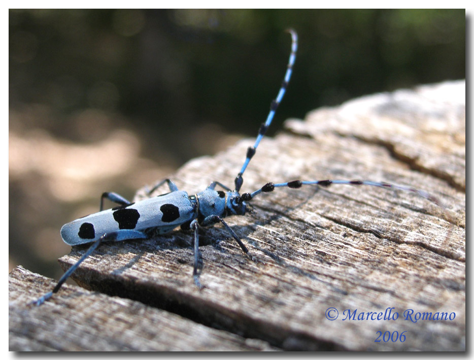 Insetti dalla Croazia e non solo: 3.Rosalia alpina (Ceramb.)